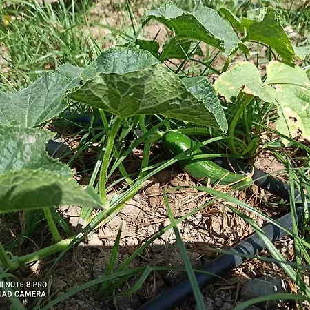 호텔 선셋 트로이아 Dalyanköy