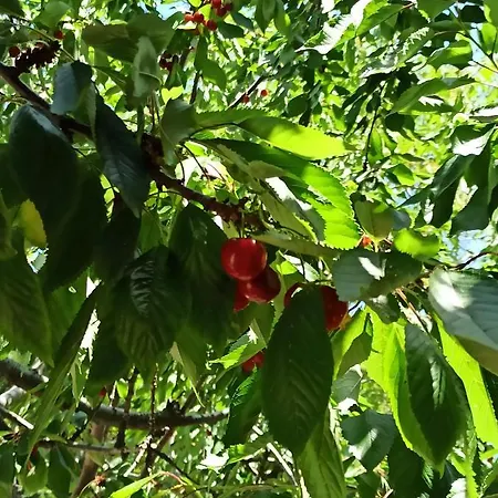 호텔 선셋 트로이아 Dalyanköy